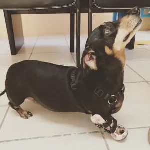 A dachshund wearing an arthritis support