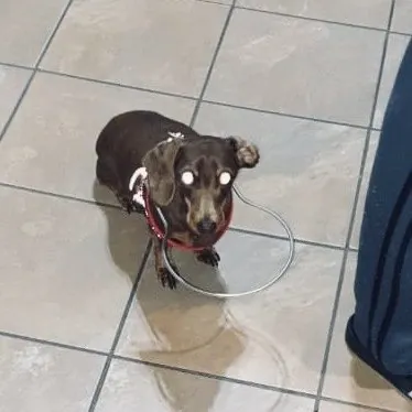 A dachshund wearing a blind dog halo