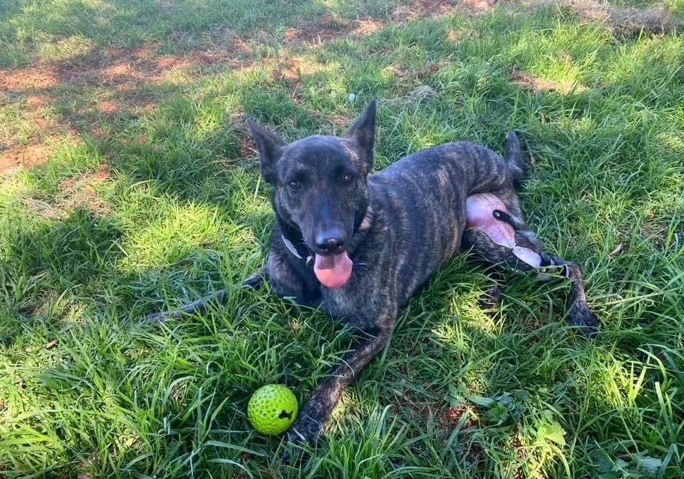 A dog lying on grass wearing a stifle brace