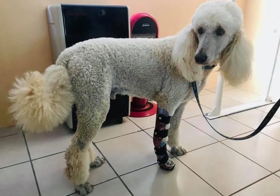 A poodle wearing a carpal brace