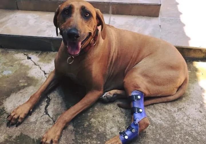 A dog wearing a hock brace