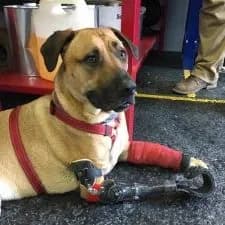 A dog with a front leg prosthesis