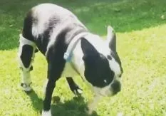 A dog with a hind leg prosthesis